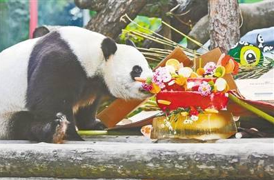 大熊猫“如意”和“丁丁” 在莫斯科庆祝生日 